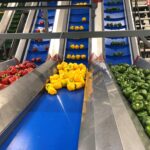 Sorting and packing paprika