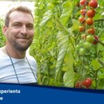 Lucratori palisare planta pe ata – tomate