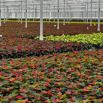 Greenhouse employees (flowers)