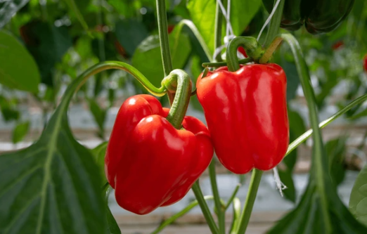 Cutting paprika 